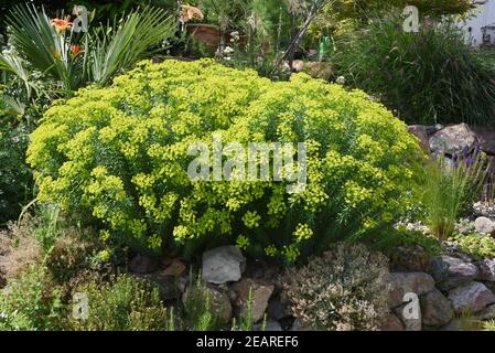 Steppenwolfsmilch, Euphorbia, seguieriana Foto Stock