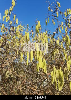 Haselkaetzchen, Haselnusskaetzchen, Corylus, avellana Foto Stock