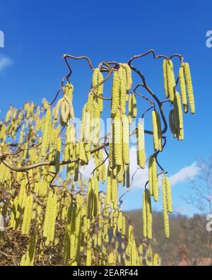 Haselkaetzchen, Haselnusskaetzchen, Corylus, avellana Foto Stock