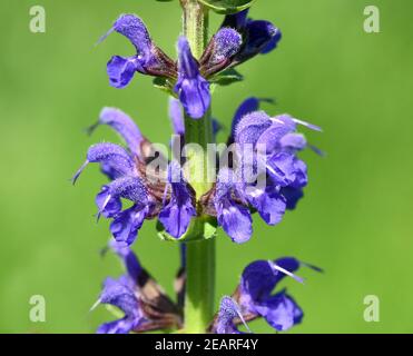 Salvia, nemorosa, Blauhuegel Foto Stock