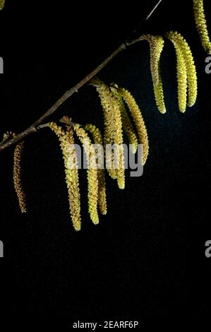 Haselnusskaetzchen, Pollen Foto Stock