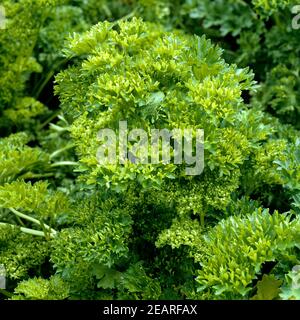 Petersilie Petroselinum crispum Foto Stock