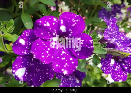 Petunie, Pitunia, notte, sky Foto Stock