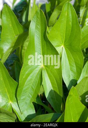 Pfeilkraut, Sagittaria sagittifolia Foto Stock