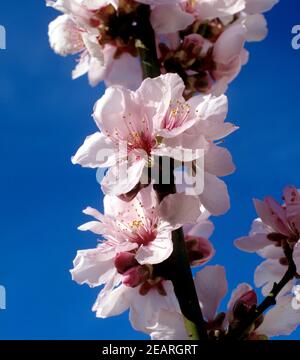 Pfirsichbluete Foto Stock