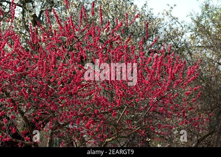 Pfirsichbluete Pfirsich,,, Prunus persica, Kurowaka, yaguchi Foto Stock