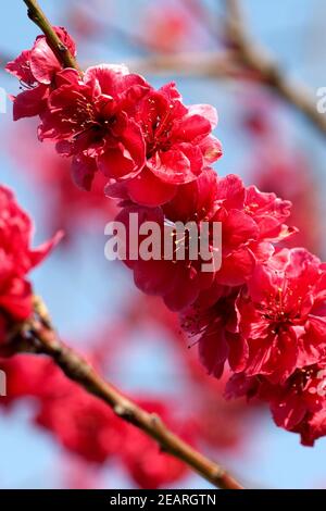 Pfirsichbluete Pfirsich,,, Prunus persica, Kurowaka, yaguchi Foto Stock