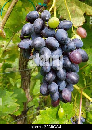 Tafeltraube, Venere, Rotwein, Vitis, vinifera Foto Stock