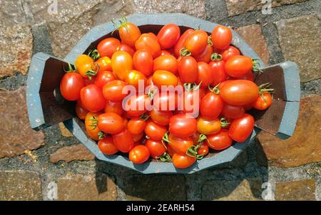 Pflaumen-Buschtomate, Romello, F1, pomodori, Lycopersicon esculentum, Foto Stock
