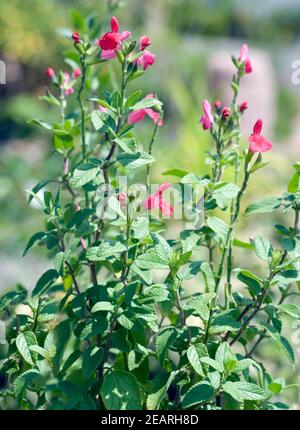 Pfirsichsalbei Salvia greggii Peach Foto Stock