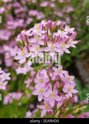 Tausendgueldenkraut Centaurium, erythraea Centaury Bachblueten Foto Stock