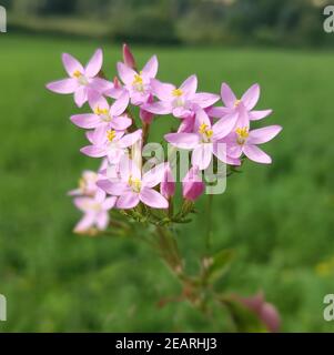 Tausendgueldenkraut Centaurium, erythraea, Heilpflanze Foto Stock