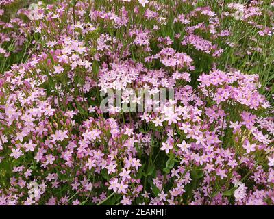 Tausendgueldenkraut Centaurium, erythraea Centaury Bachblueten Foto Stock