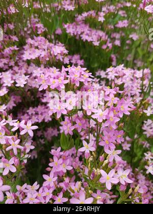 Tausendgueldenkraut Centaurium, erythraea Centaury Bachblueten Foto Stock