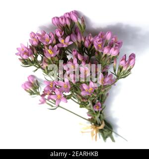 Tausendgueldenkraut, Centaurium erythraea, Centaury, Bachblueten, Foto Stock