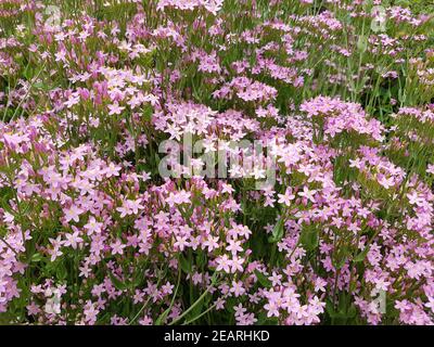 Tausendgueldenkraut Centaurium, erythraea Centaury Bachblueten Foto Stock