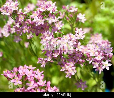 Tausendgueldenkraut Centaurium erythraea Foto Stock