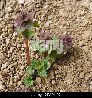 Rote Taubnessel, Lamium purpureum, Keimling Foto Stock