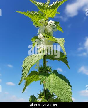 Weisse Taubnessel, Lamium alba Foto Stock