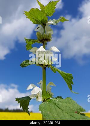 Weisse Taubnessel, Lamium alba Foto Stock