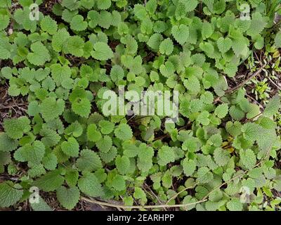 Weisse Taubnessel, Lamium alba, Sproessling Foto Stock