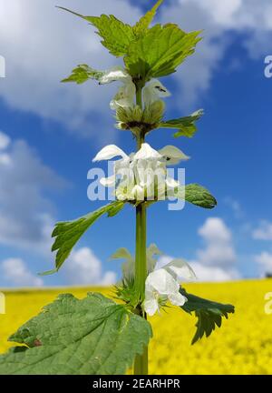 Weisse Taubnessel, Lamium alba Foto Stock