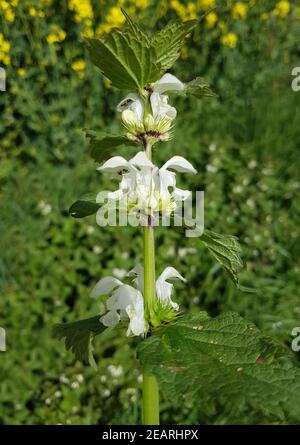 Weisse Taubnessel, Lamium alba Foto Stock