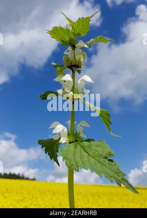 Weisse Taubnessel, Lamium alba Foto Stock