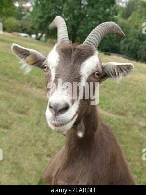 Thueringer, Waldziege, Arche-Hof, Bedrohte, gefaehrdet Foto Stock