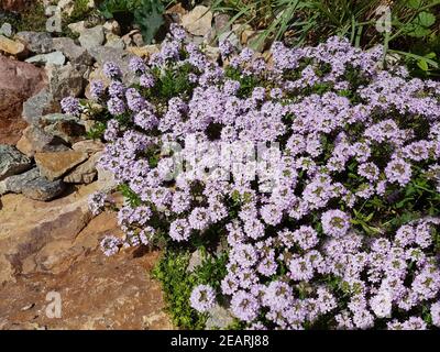 Thymus vulgaris, Gewuerz, Heilpflanze, Kraeuter, Kuechenkraeuter Foto Stock