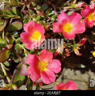 Portulak Portulaca, oleracea Bluete Foto Stock