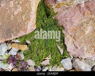 Thymus vulgaris, Gewuerz, Heilpflanze, Kraeuter, Kuechenkraeuter Foto Stock