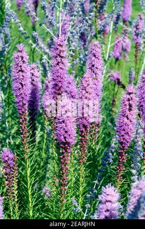 Prachtscharte Floristan Violett Liatris spicata Foto Stock
