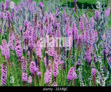 Prachtscharte Floristan Violett Liatris spicata Foto Stock
