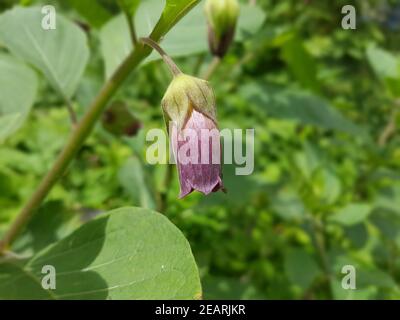 Tollkirsche Atropa, Bella-donna, Tollkirschenbluete Foto Stock