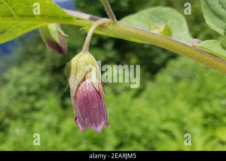 Tollkirsche Atropa, Bella-donna, Tollkirschenbluete Foto Stock