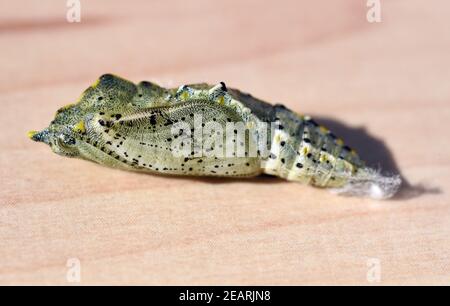 Puppe, Grosser Kohlweissling, Pieris, brasicae Foto Stock