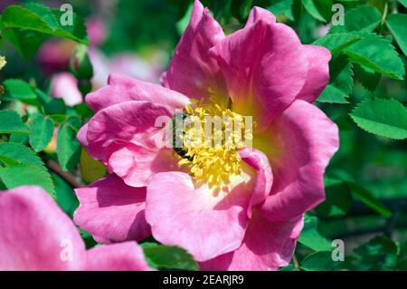 Tibetanische Bergrose Marguerite Hilling Foto Stock