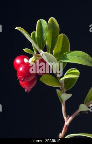 Preiselbeere, Vaccinium vitis-idaea, Beeren, Beerenobst Foto Stock