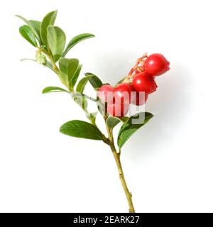 Preiselbeere, Vaccinium vitis-idaea Foto Stock