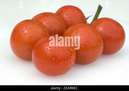Tomaten, Licopersicon esculentum Foto Stock