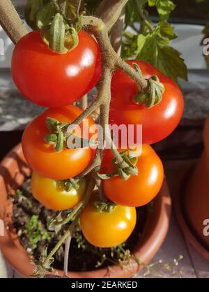 Tomaten Lycopersicon, esculentum Foto Stock