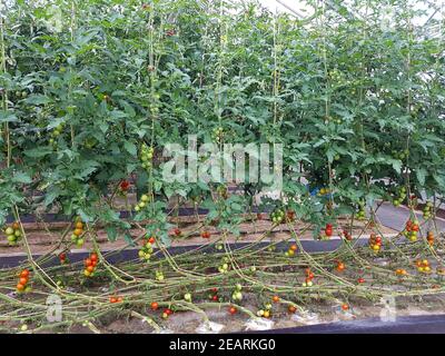 Tomaten, Lycopersicon, esculentum, Gewaechshaus Foto Stock