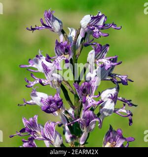 Helm Knabenkraut, Orchis militaris Foto Stock