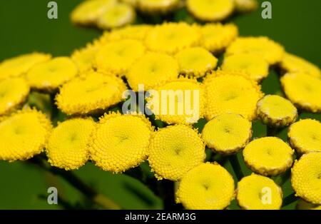 Rainfarn, Tancy, Tanecetum vulgare Foto Stock