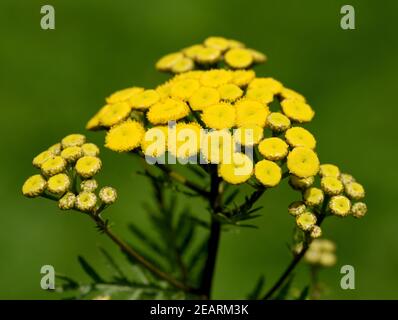 Rainfarn, Tancy, Tanecetum vulgare Foto Stock