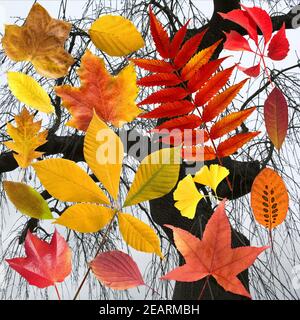 Herbstblaetter; bunt; leuchtend; Blatt; Blaetter; Foto Stock