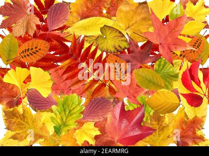 Herbstblaetter mungt, leuchtend Foto Stock