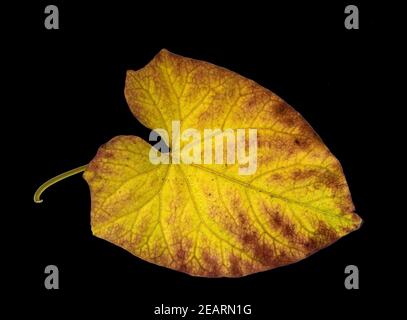 Zaunwinde, Convolvulus, Herbstfaerbung Foto Stock