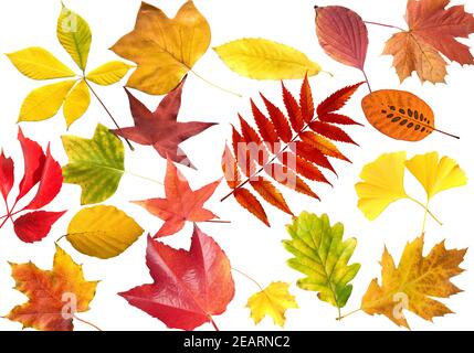Herbstblaetter; bunt, leuchtend, Foto Stock